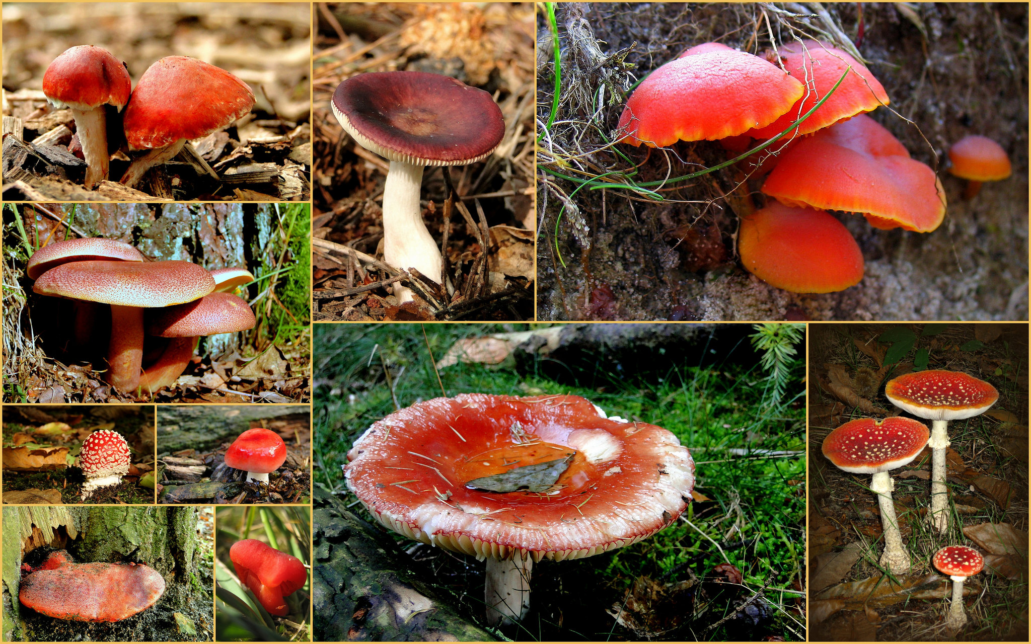 It's Autumn, so time for some red mushrooms from the Netherlands...