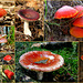 It's Autumn, so time for some red mushrooms from the Netherlands...