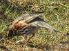 20180406 3601CPw [D~PI] Rotdrossel (Turdus iliacus), Helgoland