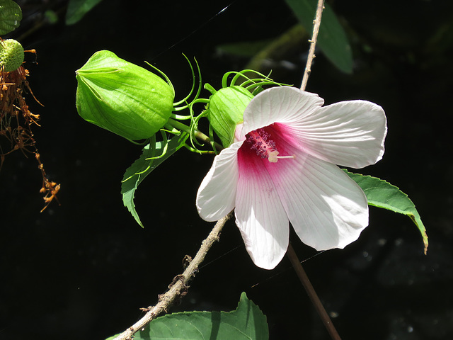 Hibiscus lasiocarpus