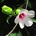 Hibiscus lasiocarpus
