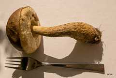 Boletus