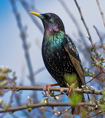 Starling 3 (1)