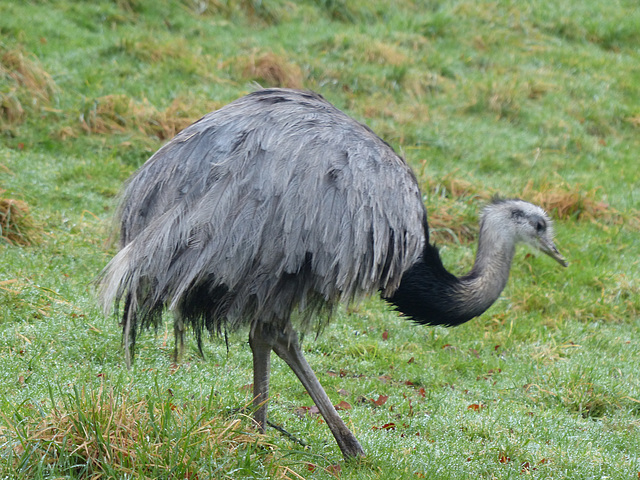 Dartmoor Zoo (28) - 28 December 2019