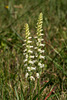 Spiranthes ochroleuca (Yellow Ladies'-tresses orchid)