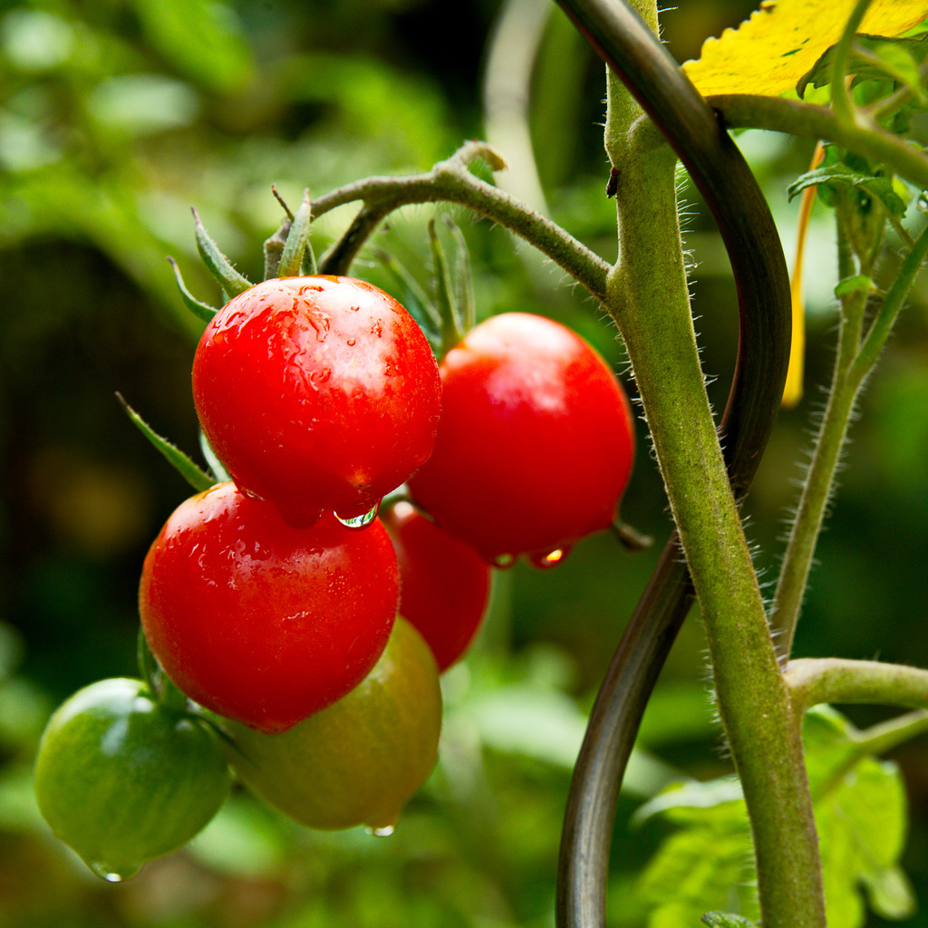 rot-rund-saftig