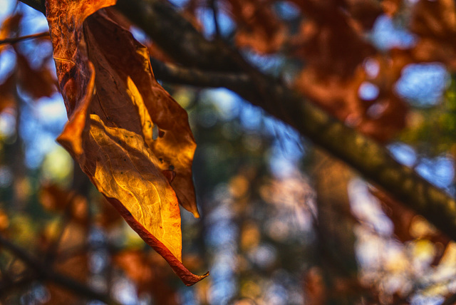 Leaf, in Late Afternoon Sunshine