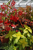 Begonia and coleus