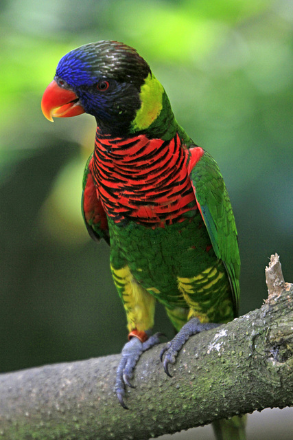 Rainbow Lorikeet