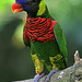 Rainbow Lorikeet