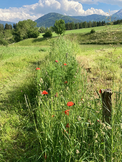 ...es war einmal ein Zaun...