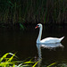 Ein Schwan erstaunlicherweise ohne Junge