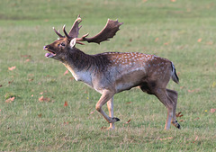 EF7A5110-CR2 DxO DeepPRIME -1FallowDeerv2