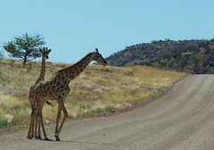 Giraffen am imaginären Zebrastreifen