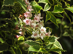 20170528 1784CPw [D~LIP] Glockenstrauch (Weigelia), Bad Salzuflen