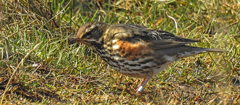 20180406 3602CPw [D~PI] Rotdrossel (Turdus iliacus), Helgoland