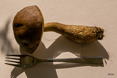 Boletus