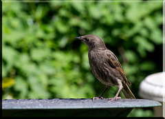 Starling bathtime