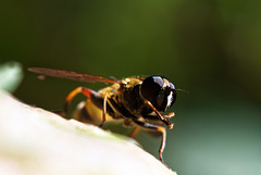 20.04.26 Hainschwebfliege 2