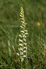 Spiranthes ochroleuca (Yellow Ladies'-tresses orchid)