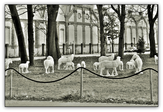 Sheep and the City