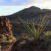 Ocotillo at Sunset