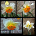 More Daffodils!