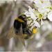 IMG 9310 Bumblebee