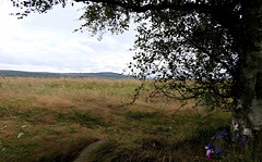 Battle of Culloden