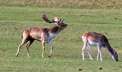 EF7A5132-CR2 DxO DeepPRIME -1FallowDeerv3