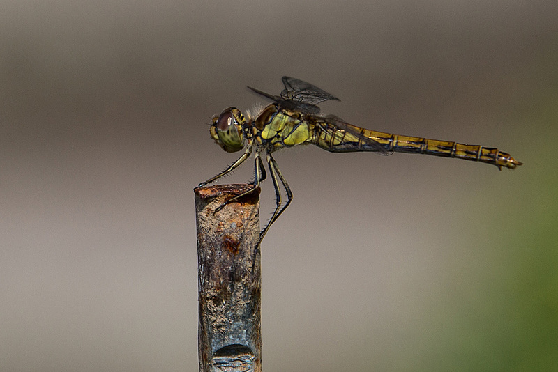 20140801 4492VRAw [D~E] Libelle, Gruga-Park, Essen