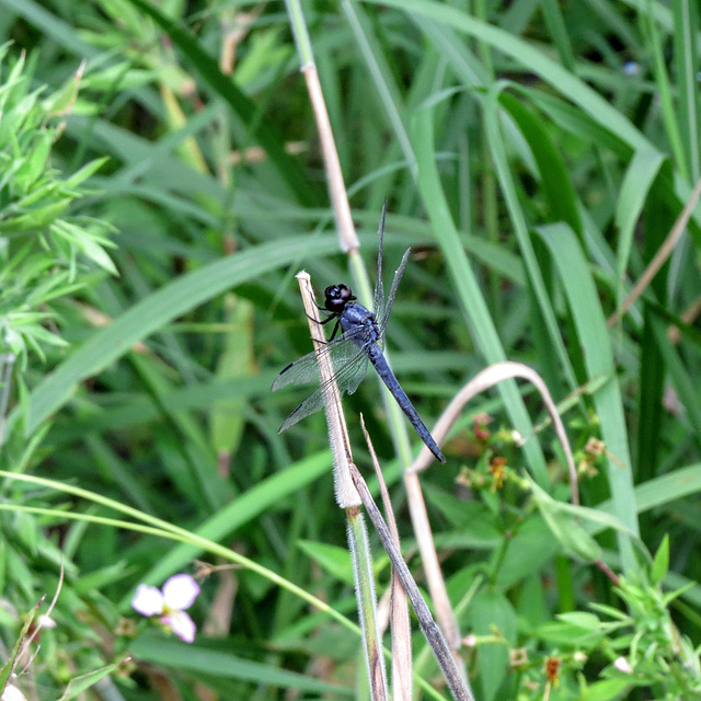 Common pondhawk