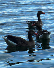 DE - Zülpich - Neffelsee