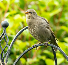 Starling chick (1)