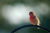 House Finch