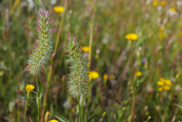 Trifolium angustifolium, Fabaceae, Rabo-de-gato