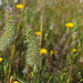 Trifolium angustifolium, Fabaceae, Rabo-de-gato