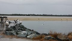 13SH Pelican habitat