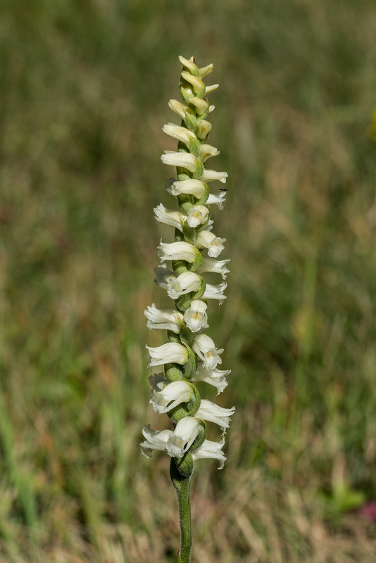 Spiranthes ochroleuca (Yellow Ladies'-tresses orchid)