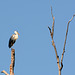 Киев, Ольгин остров, Серая Цапля на дереве / Kiev, Оlghin Island, Gray Heron on a tree