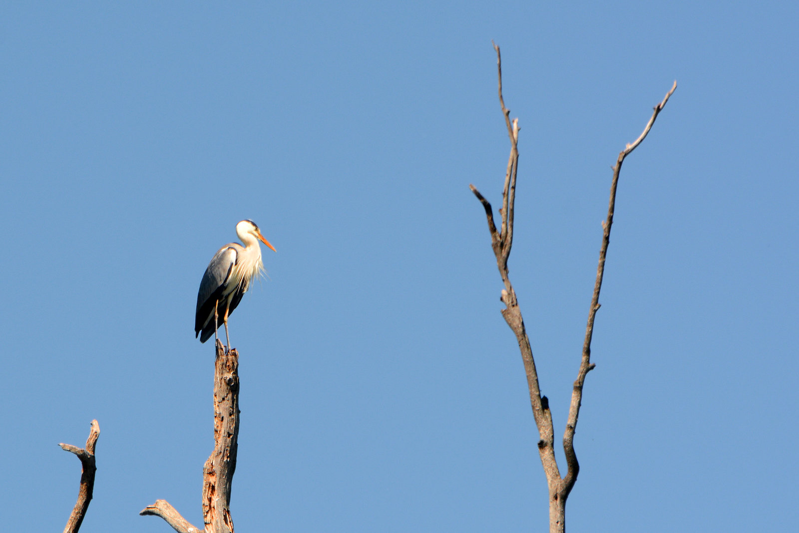 Киев, Ольгин остров, Серая Цапля на дереве / Kiev, Оlghin Island, Gray Heron on a tree