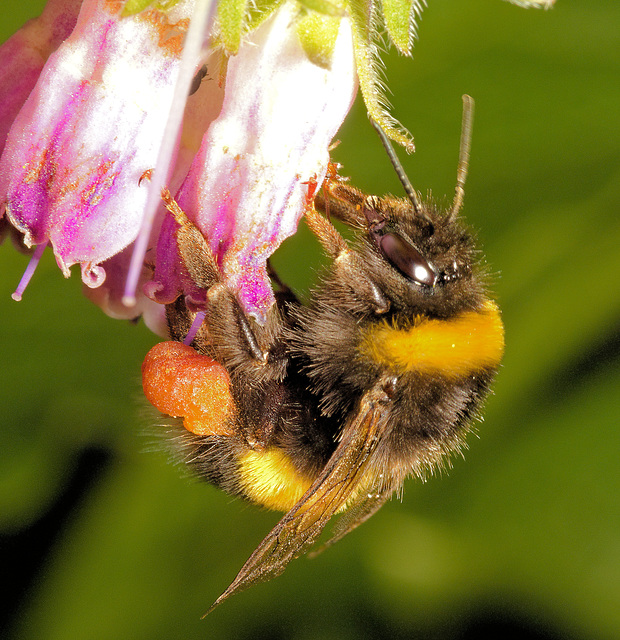 EF7A3186Bumblebeev2