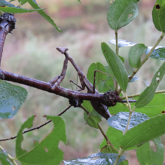 Praying mantis