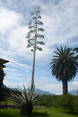 Guatemala, Huge Flower of Agave