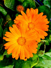 Perles de brouillard / Fog pearls [EXPLORER]