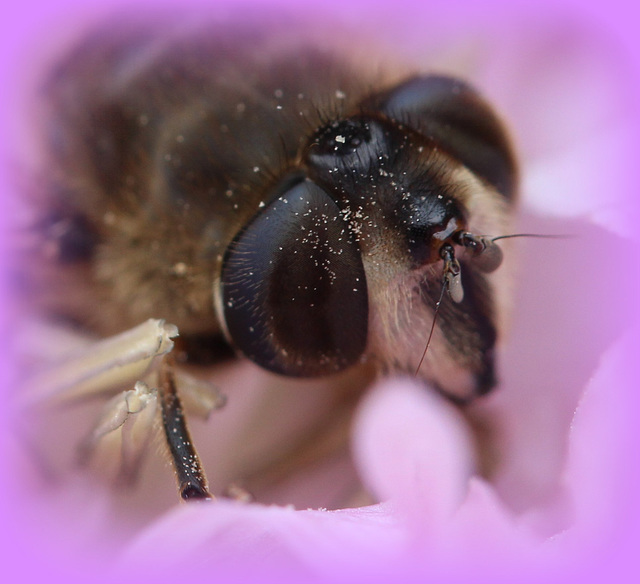 gros plan sur une tête d'abeille