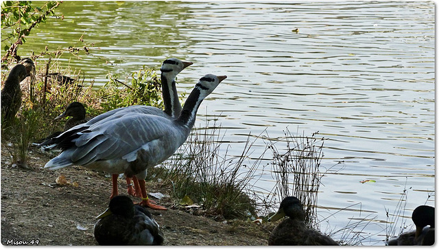 NORT sur ERDRE