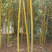 Bamboo grove