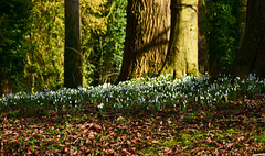 Snowdrops