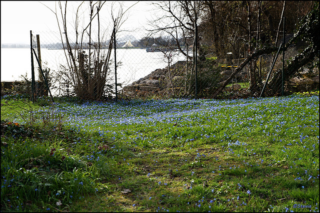 Blaustern-Wiese